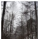 기화유스호스텔 | 소백산('10.1.9)