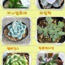 예원다육