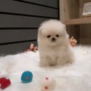 스타일독앤캣 강아지고양이 부천본점 | 왕십리강아지분양 신중하게 알아본 솔직 후기