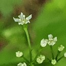 ♡참나물이 아니라서 죄송합니다. 이미지