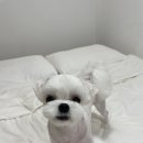 모멍트 | [광주 애견미용]수완지구 모멍트 말티즈 수제비컷 + 전체미용 후기