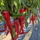 우리고추방앗간 이미지