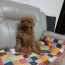 기분좋은 동물병원 이미지