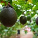 두리농장3 이미지