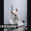 플러플리 FLUFFLY 이미지
