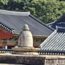 2026년 10월 9일 통도사 메밀밭 후기 이미지