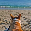 돌봄동물병원 이미지