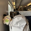 원광 | 전주 벚꽃 핫플 원광대학교 후기 외갓집 가족모임 이모부카세 통삼겹