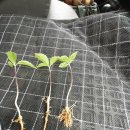 충대농약사 이미지