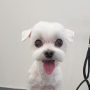 해피독쌤 이미지