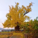 하촌할머니 이미지