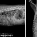 이지동물병원 이미지