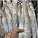 6월 26일(수) 목포는항구다 생선카페 판매생선 [ 파갈치 / 횟감용 민어, 병어, 덕자(특대) ] 이미지