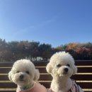 디오네 도그케어 | 강남애견유치원 애견호텔 디오네 도그케어에서