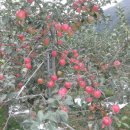 곽종석 농장 이미지