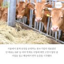 강성농장 이미지