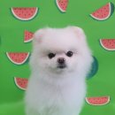 로제펫샵 이미지