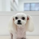 댕그리몽 네이버블로그