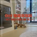 깐돌이네 애견미용호텔 | 아산 애견미용 추천 멜로우퍼피 애견호텔 이용 후기
