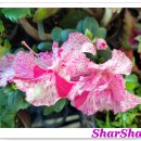 아젤리아 이미지