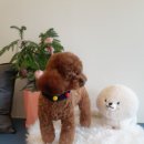 마미몽 펫샵 이미지