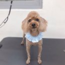 또리네 멍멍이 미용실 이미지