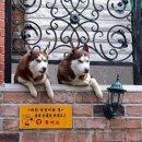 멍멍이집 이미지