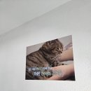 안마실농장 | 포항 이동 | 포항 전신 마사지 잘하는 • 포항이동안마원
