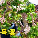 애플다육 이미지