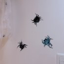 [🩵하늘나리🩵]🖤🕷️반짝이는 호기심으로 엮어가는 우리들의 거미 이야기🕸️🖤 이미지