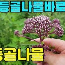 골등골나물(산택란)―토종등골나물 바로알기, 나물과 약재로 가치가 큰 산약초 조회수 3.3천회 3년 전 이미지