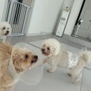 일리키독 이미지