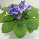 세인트폴리아 이미지