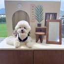 신연로 | 밀양 애견카페 : 포포숑하우스 (대구 근교 애카, 펜션, 반려동물용품 편집샵)