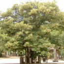 보리자나무(Tilia miqueliana)틸리아 미켈리아나 - 菩提樹(ボダイジュ) 이미지