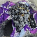 무지개망고&amp;블랙 세이블포도&amp;완숙토마토 &amp;흑토마토&amp;대저 토마토&amp;대추방울토마토 특가찬스!!!!! 이미지