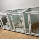 금비켄넬 이미지