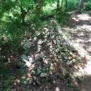 입화산참살이숲 이미지