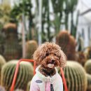 1999 | 서울근교나들이 포천 애견동반 여행, 예술정원1999 방문 후기