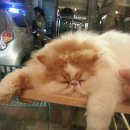 정카페(cafe) 이미지