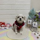 뚱띠레이 | 강아지 수제간식 전문점 " 뚱띠레이 " 후기 💓