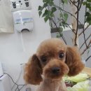 아토 강아지 미용실 이미지