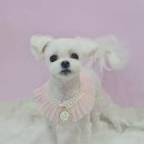 예쁘개해줄개 이미지