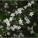 오스테오인 이미지