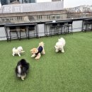 성수퍼피 이미지