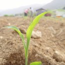 내린천 주말농장 이미지