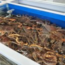 축항대로 87번길 | 연안부두 고래마켓 킹크랩 싯가, 포장해서 맛있게 먹는 방법