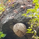 황금버섯 이미지