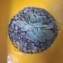 베트남 사파에서!! 이미지