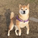 애견동산 네이버블로그